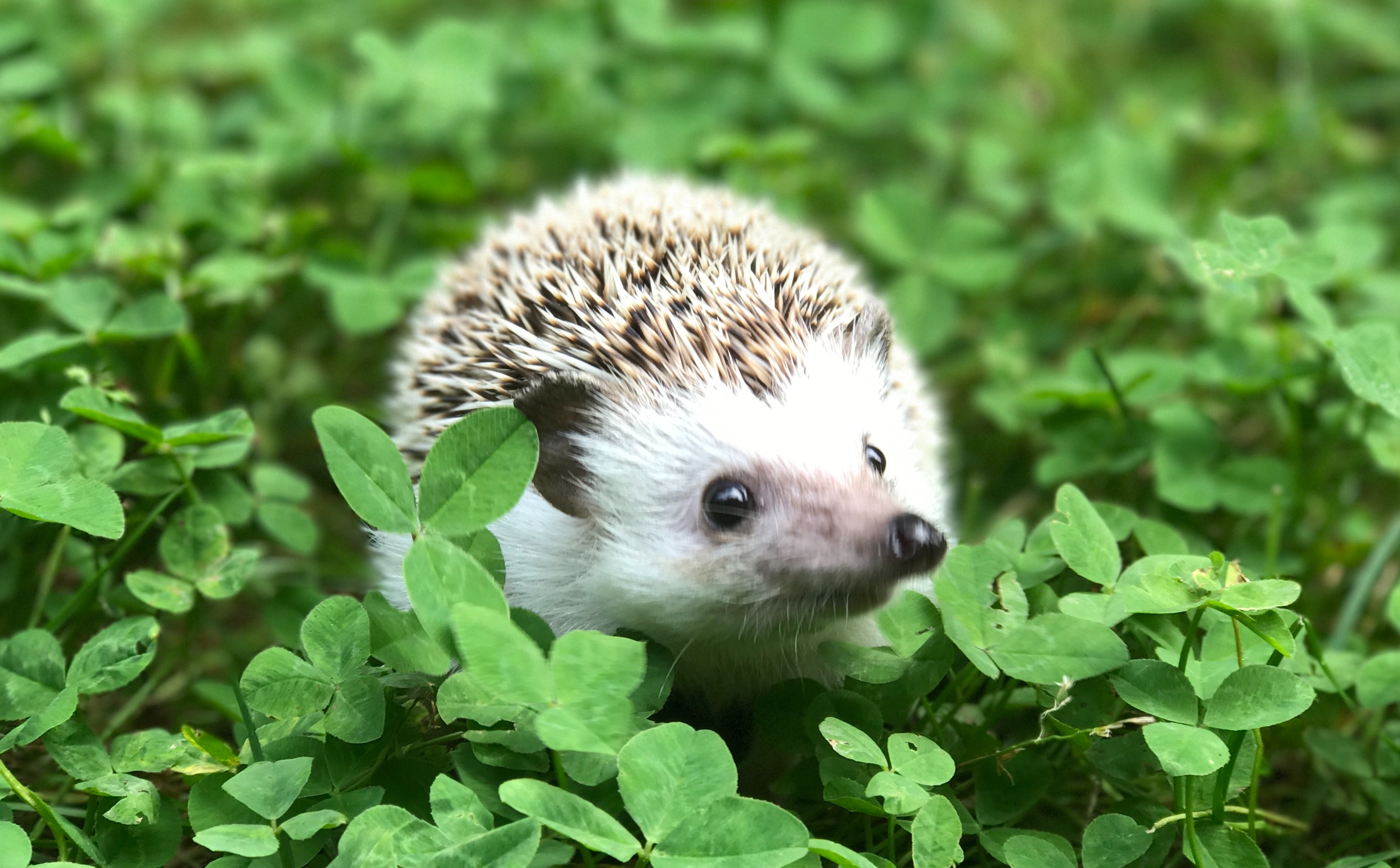 Hedgehog standing in a leafy field.